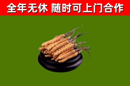 钦州市回收冬虫夏草